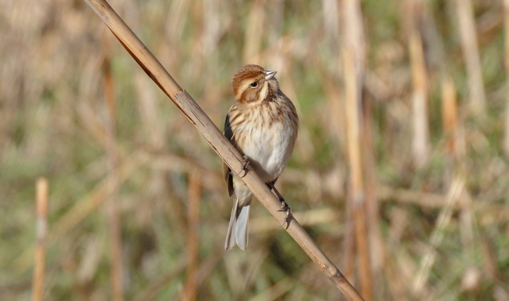 migliarino di palude